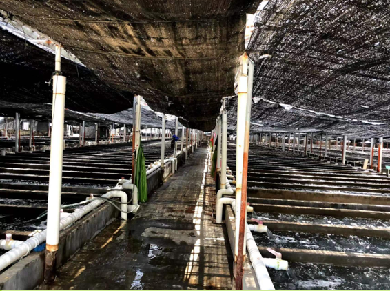 Abalone Farming Applications